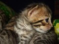 /album/the-long-awaited-litter-a-/a2013-03-30-evening-sunbeam-bengal-cats-bengal-katzen-kitten-bengali-macska-7-jpg/
